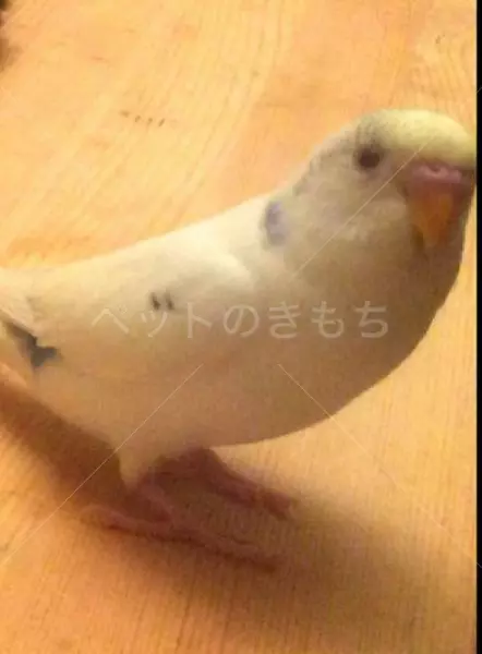 迷子鳥の画像