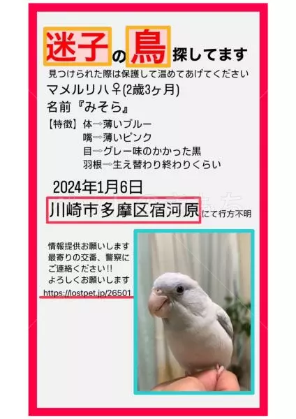 迷子鳥の画像