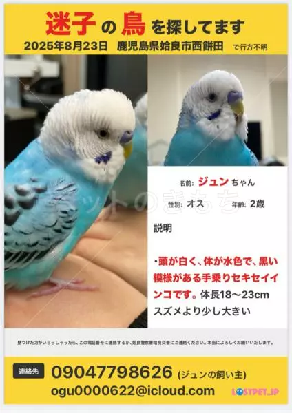 迷子鳥の画像