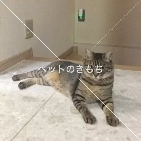 迷子猫の画像