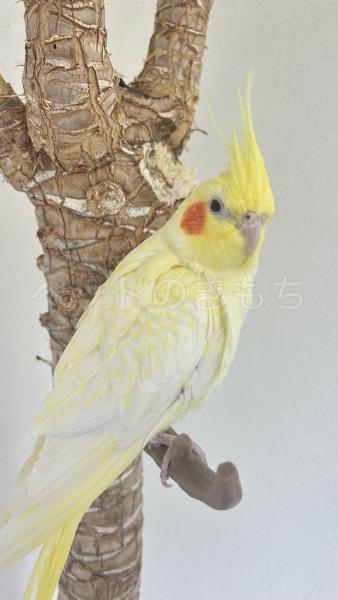 迷子鳥の画像