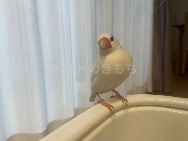 迷子鳥の画像