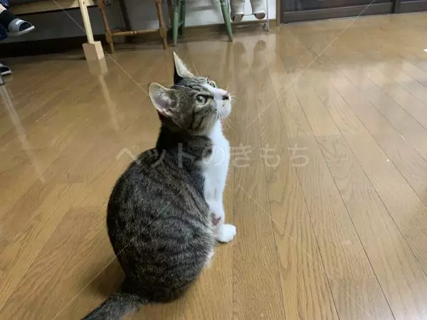保護猫の画像