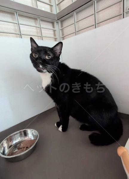 保護猫の画像