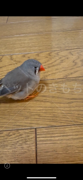 迷子鳥の画像