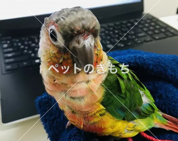 迷子鳥の画像