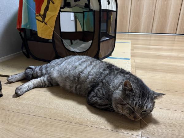保護猫の画像