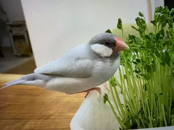 迷子鳥の画像
