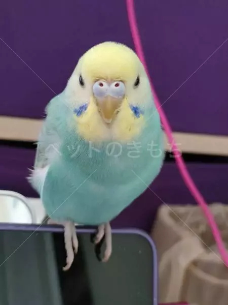 迷子鳥の画像