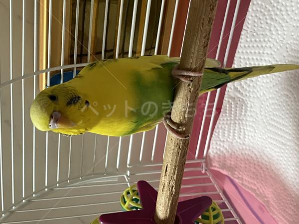 保護鳥の画像