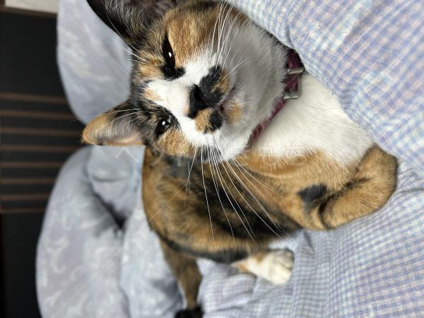 迷子猫の画像
