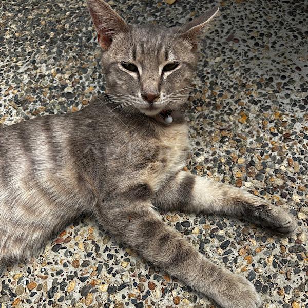 保護猫の画像