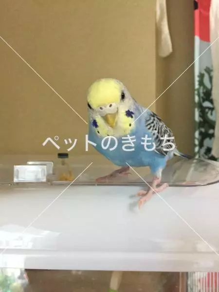 コメント投稿の画像
