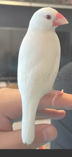 迷子鳥の画像