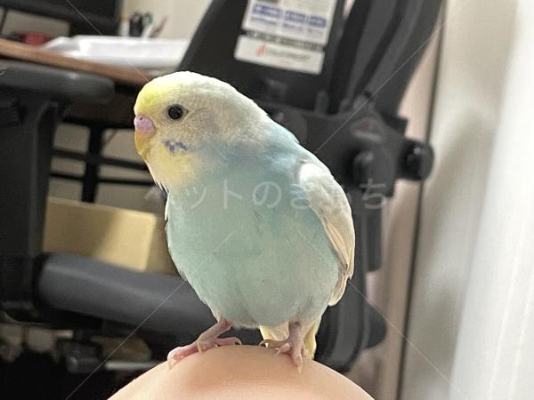 迷子鳥の画像