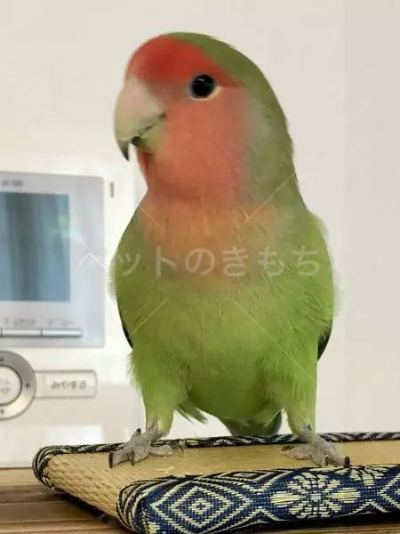 迷子鳥の画像