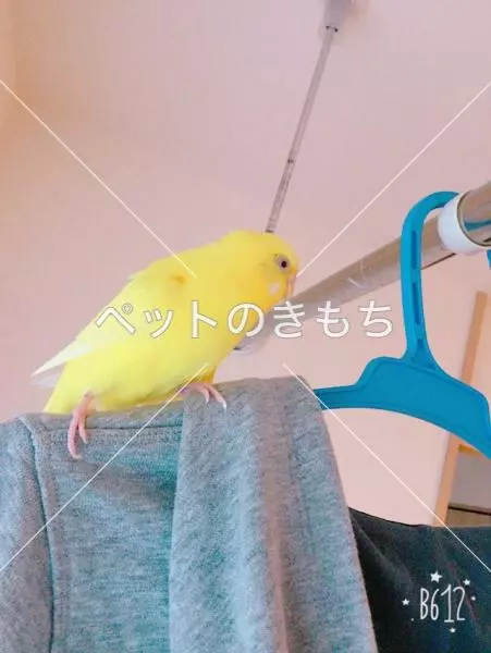 迷子鳥の画像