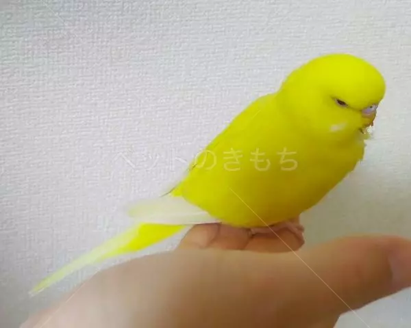 迷子鳥の画像