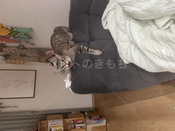 迷子猫の画像