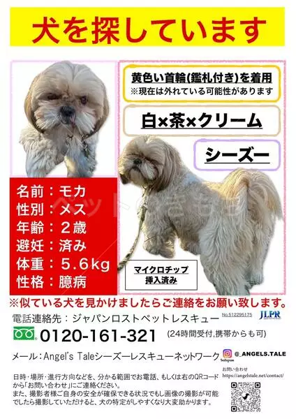 迷子犬の画像