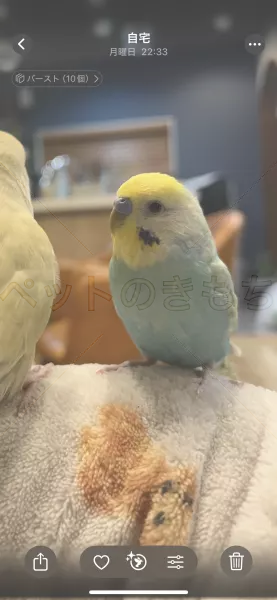 迷子鳥の画像