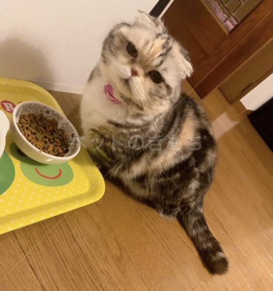 迷子猫の画像