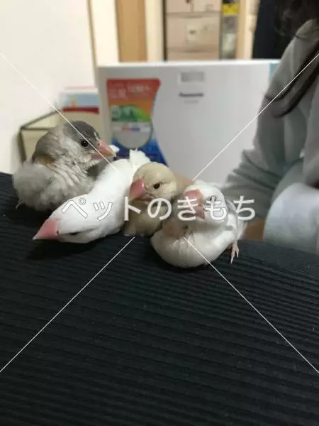 迷子鳥の画像