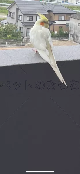 コメントの画像