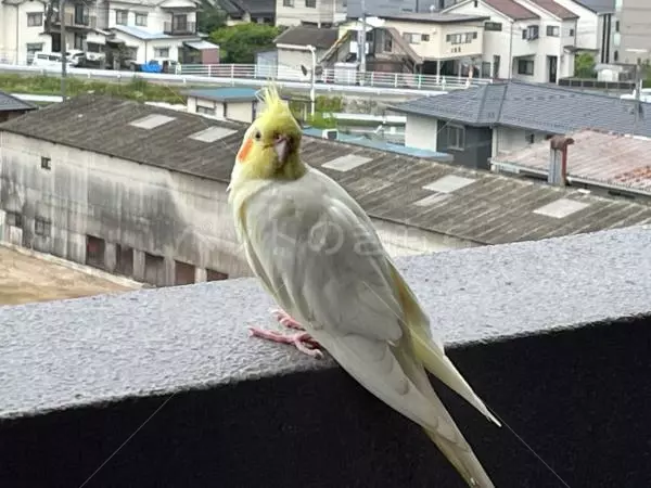 コメントの画像