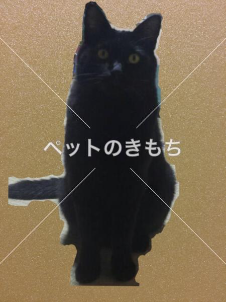 迷子猫の画像