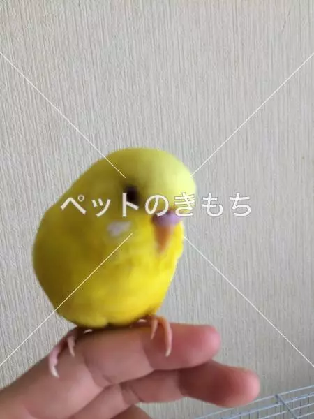 迷子鳥の画像