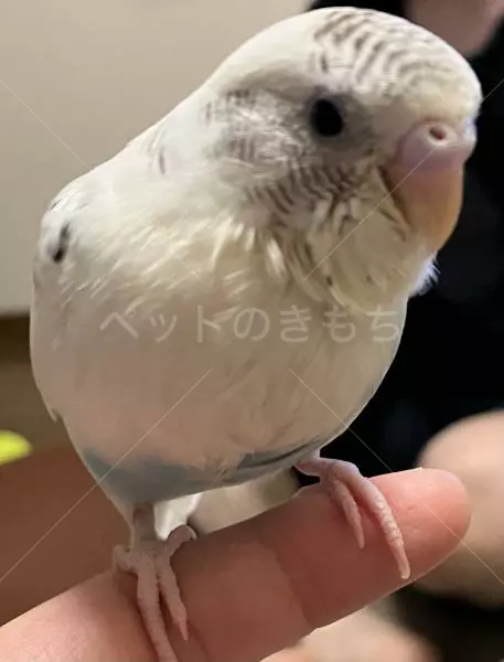 迷子鳥の画像
