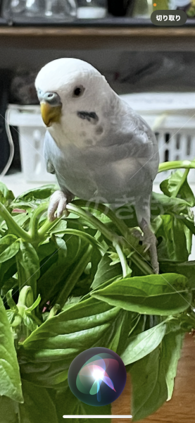 迷子鳥の画像