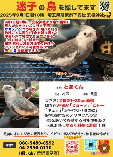 迷子鳥の画像