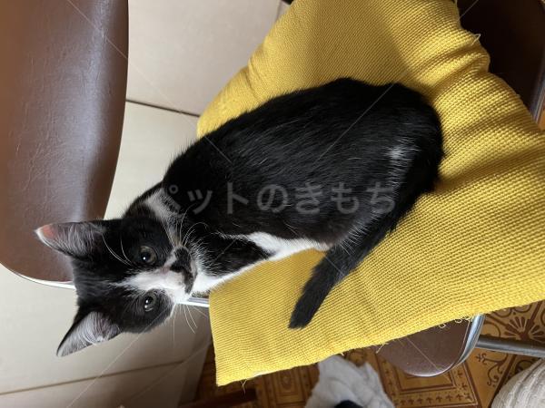 保護猫の画像