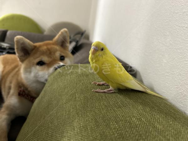 迷子鳥の画像