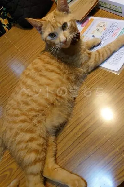 迷子猫の画像