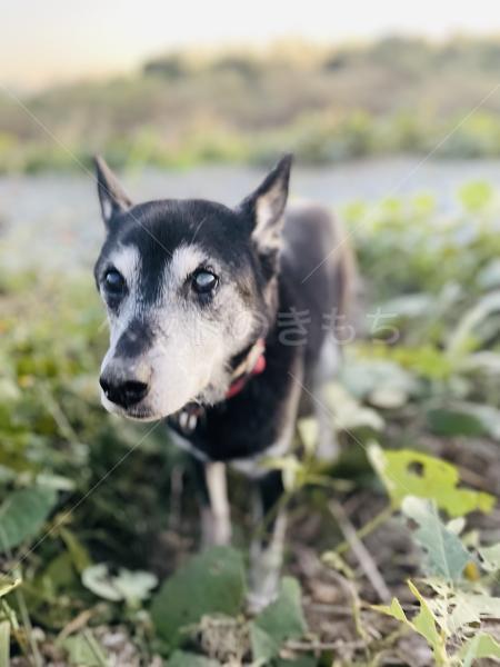 迷子犬の画像