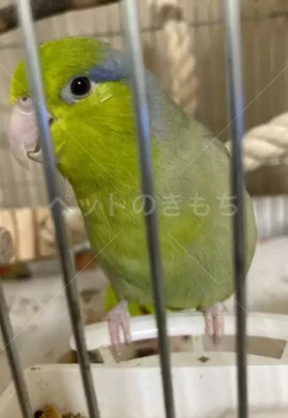 迷子鳥の画像