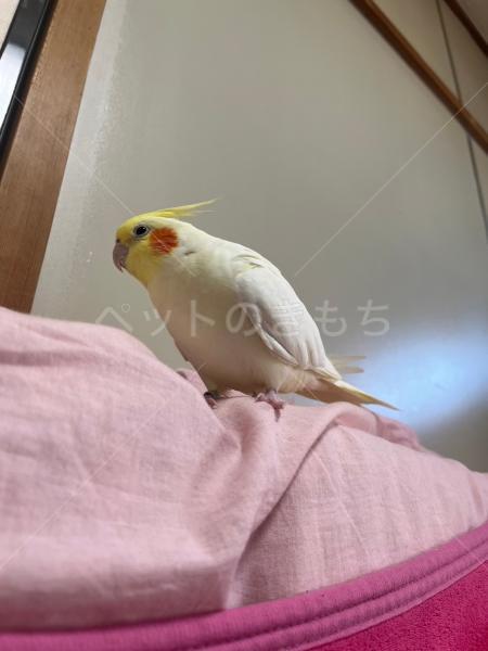 迷子鳥の画像