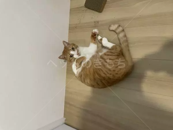 迷子猫の画像