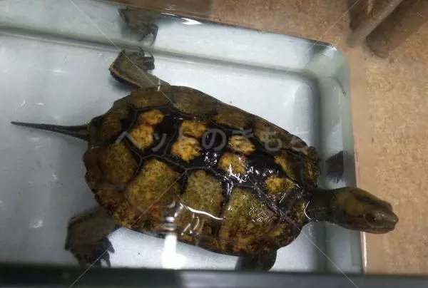 迷子ペットの画像