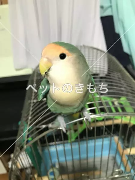 迷子鳥の画像