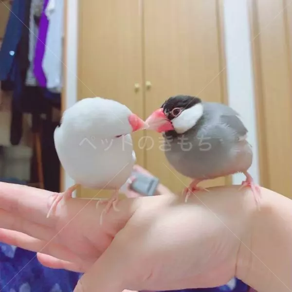 コメントの画像