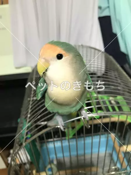 迷子鳥の画像