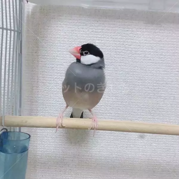 コメントの画像