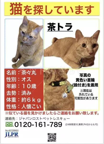 迷子猫の画像