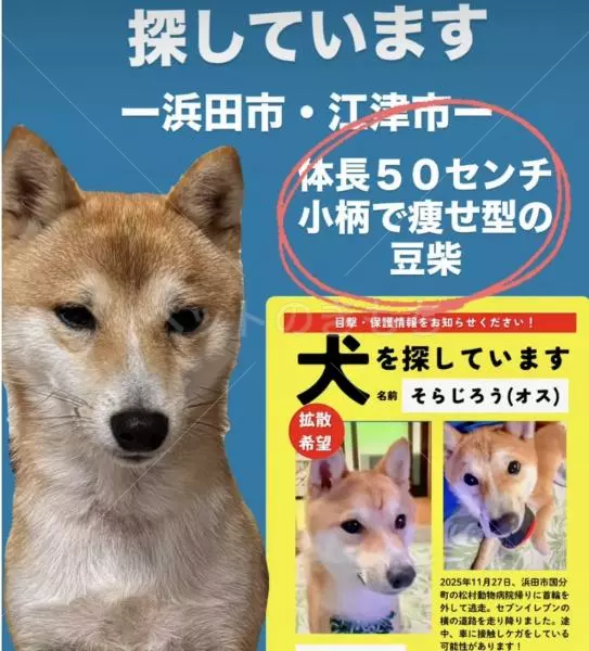 迷子犬の画像