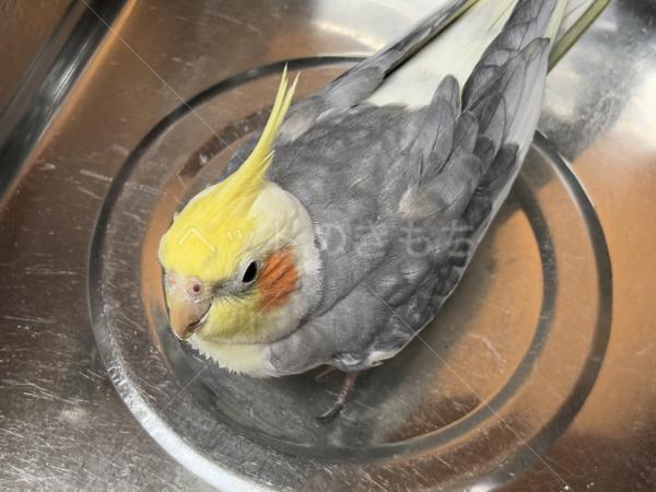 迷子鳥の画像