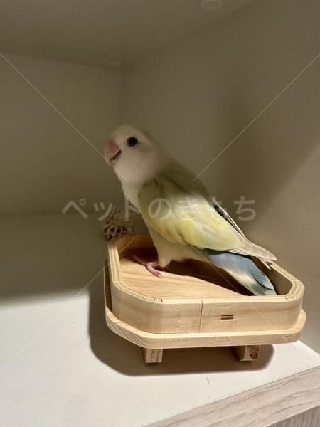迷子鳥の画像